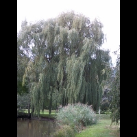 Saule pleureur (1)